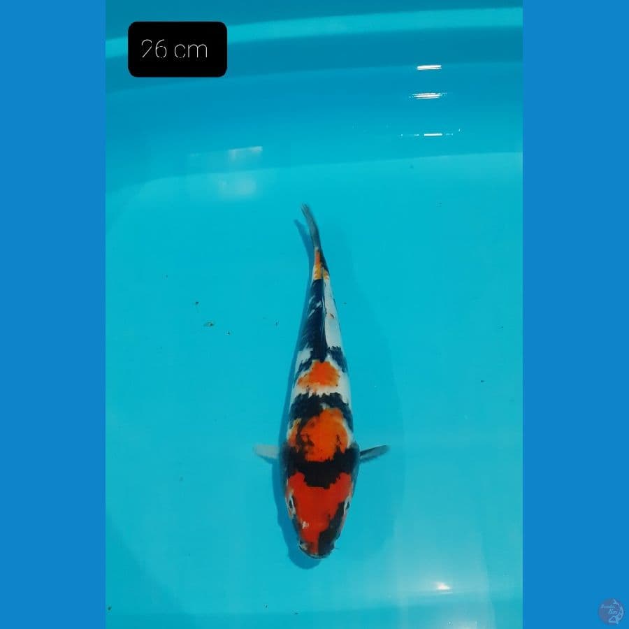 Showa 26 cm