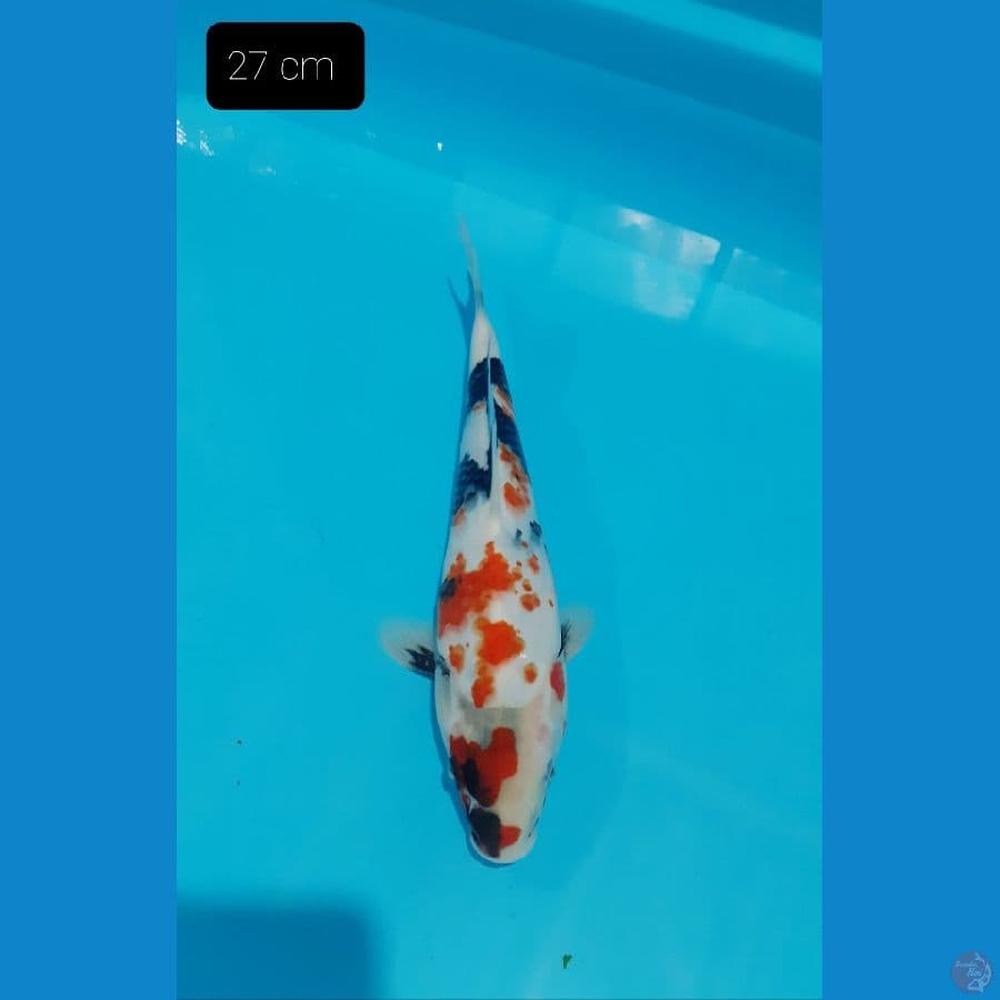 Showa 27 cm