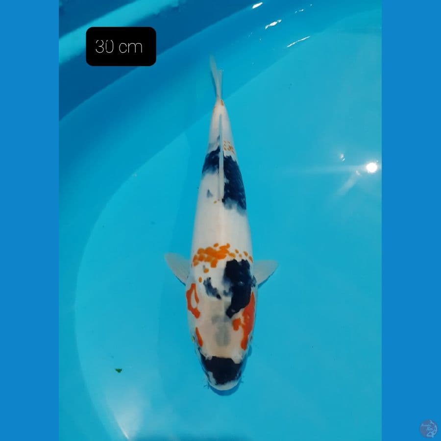 showa 30 cm