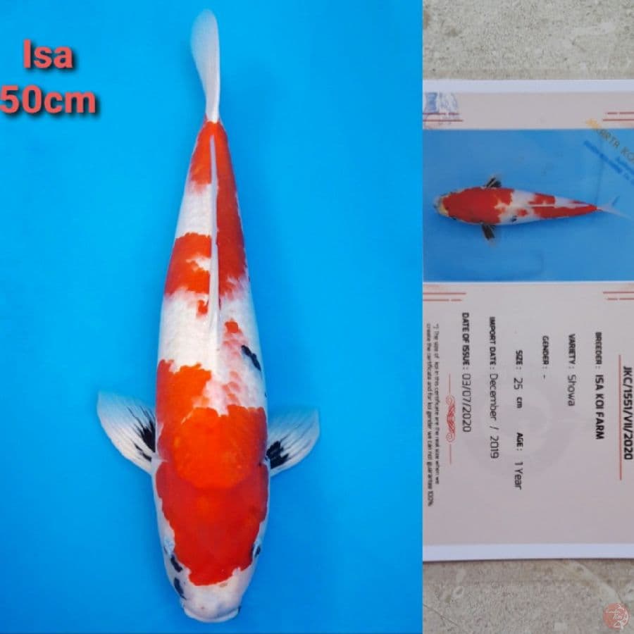 ISA SHOWA 50CM