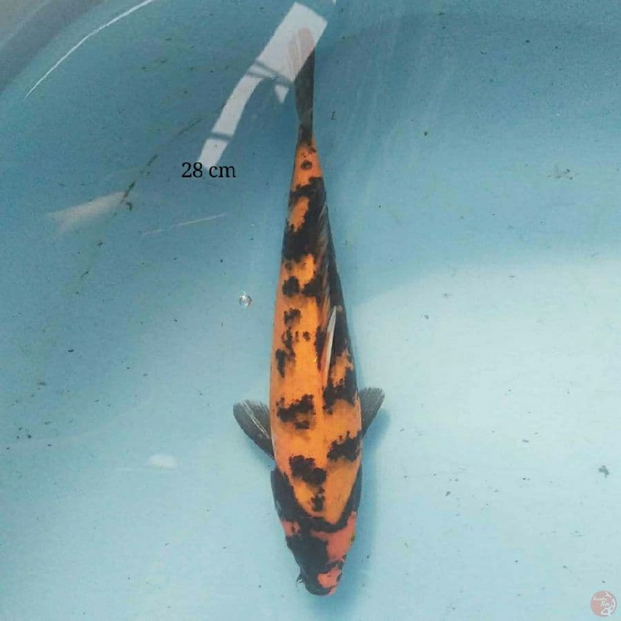 Hi Utsuri 28 cm