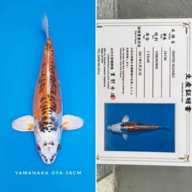 Kujaku doitsu import sertifikat