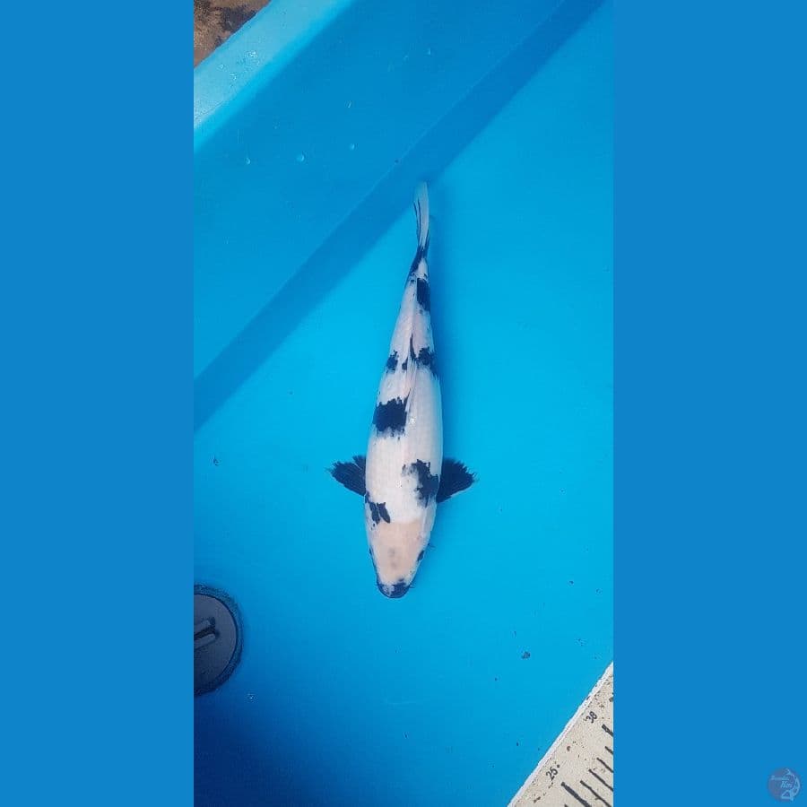 shiro 35cm