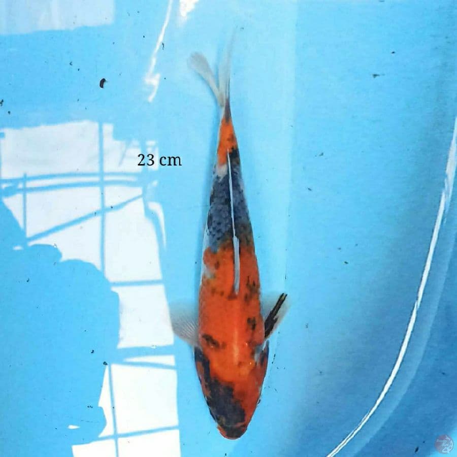 Showa 23 cm