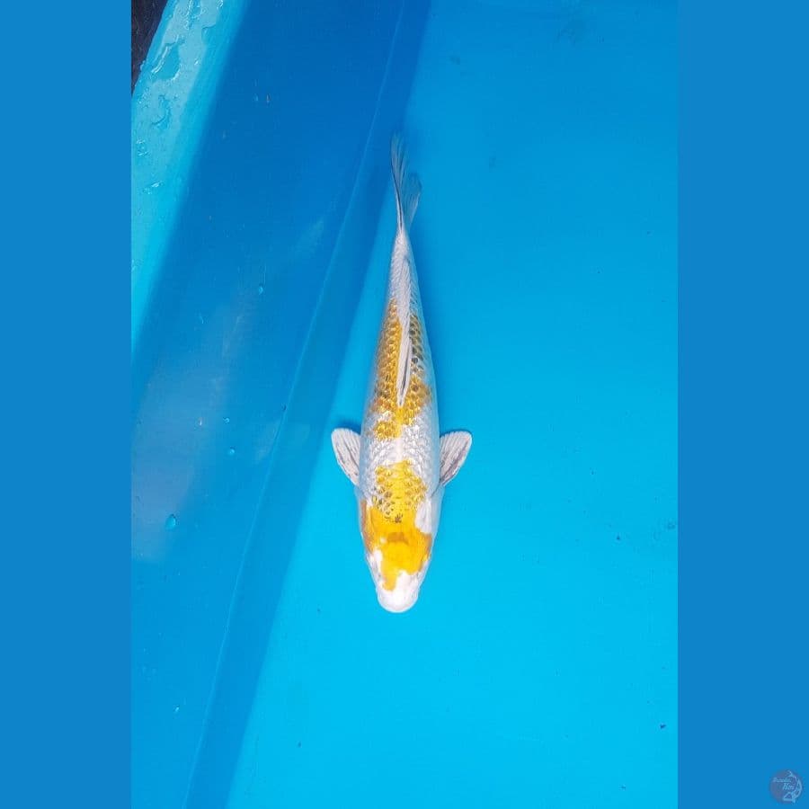 hariwake full ginrin 34cm