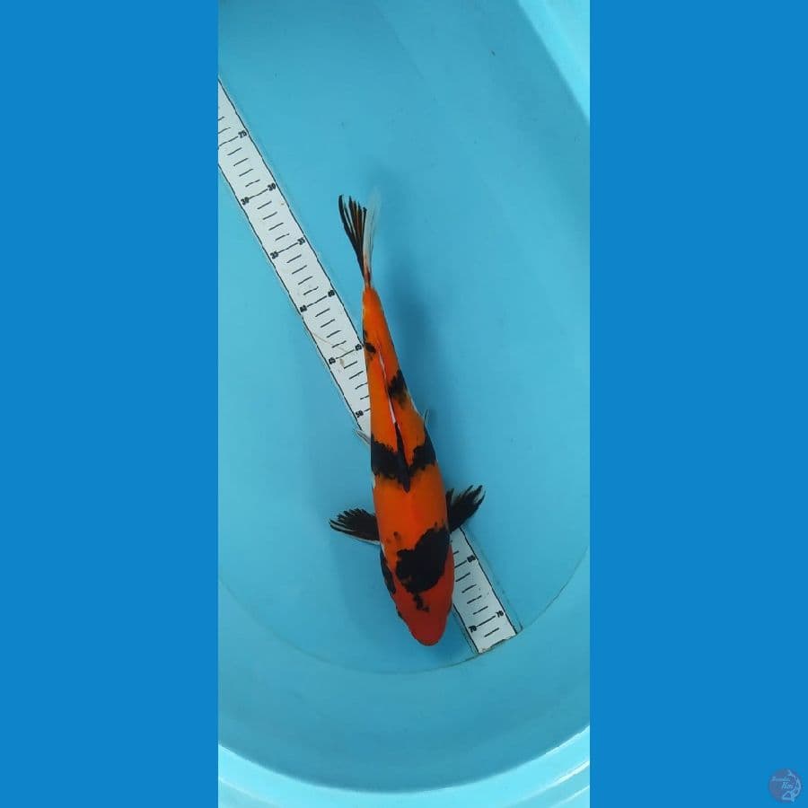 hi showa 34cm 
