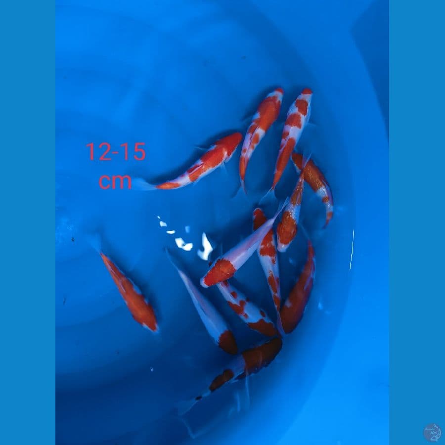 kohaku 12 -15cm