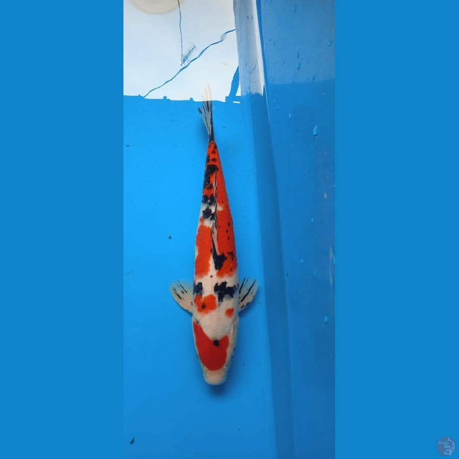 showa 32cm 