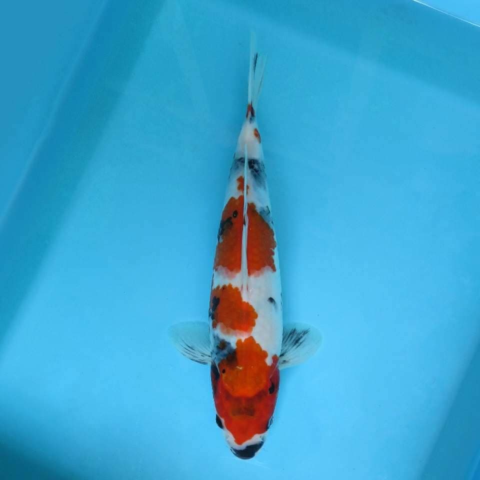 II. DAMARKOI ( EVOLUTION - SHOWA TATE )
