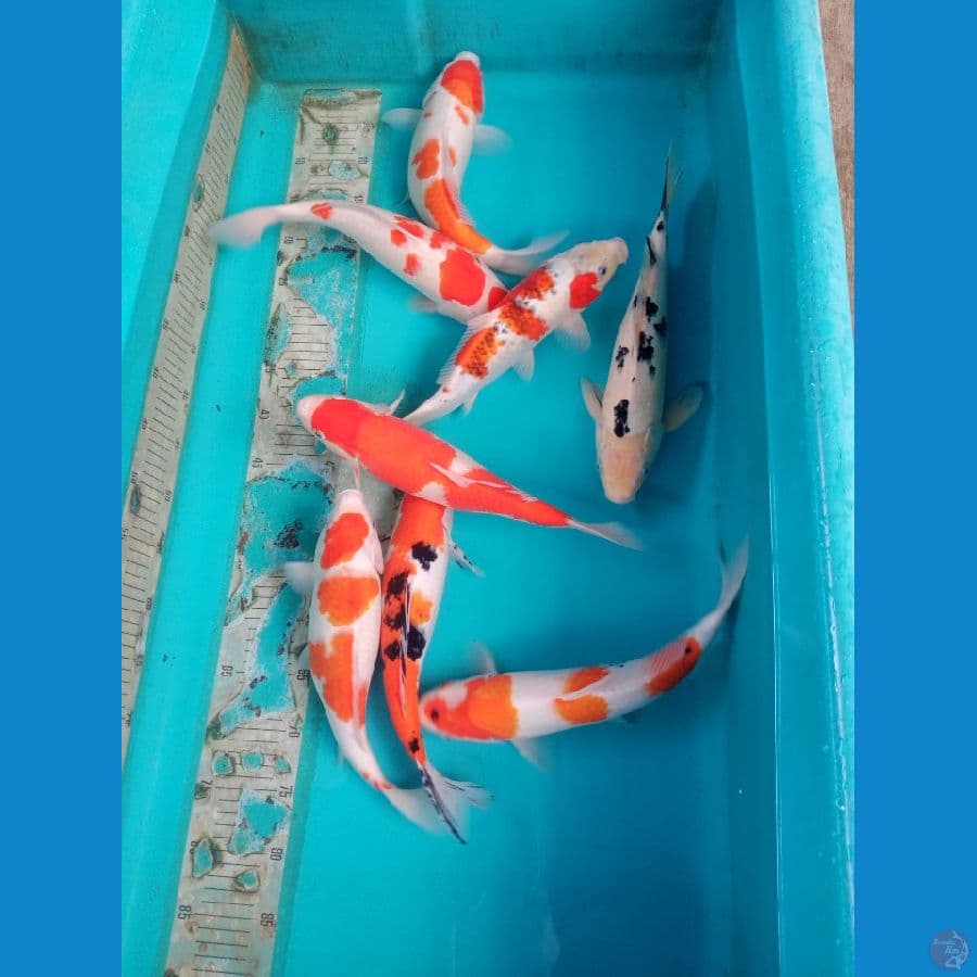paket 8 ekor 30.36 cm