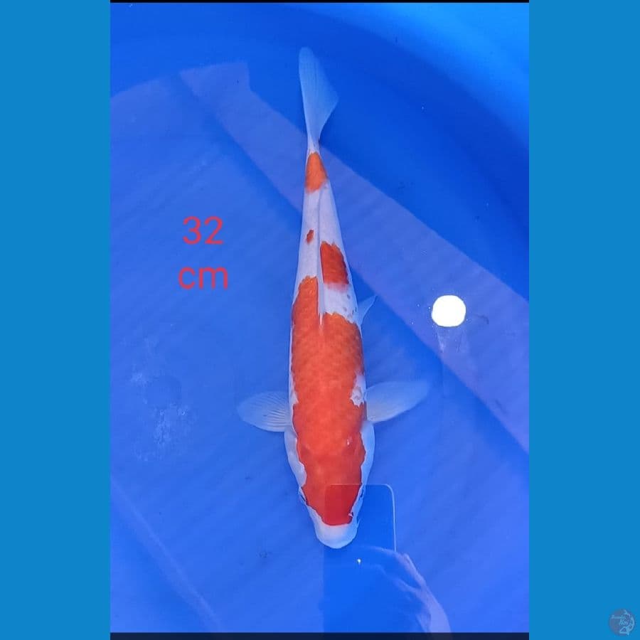 kohakhu 32 cm
