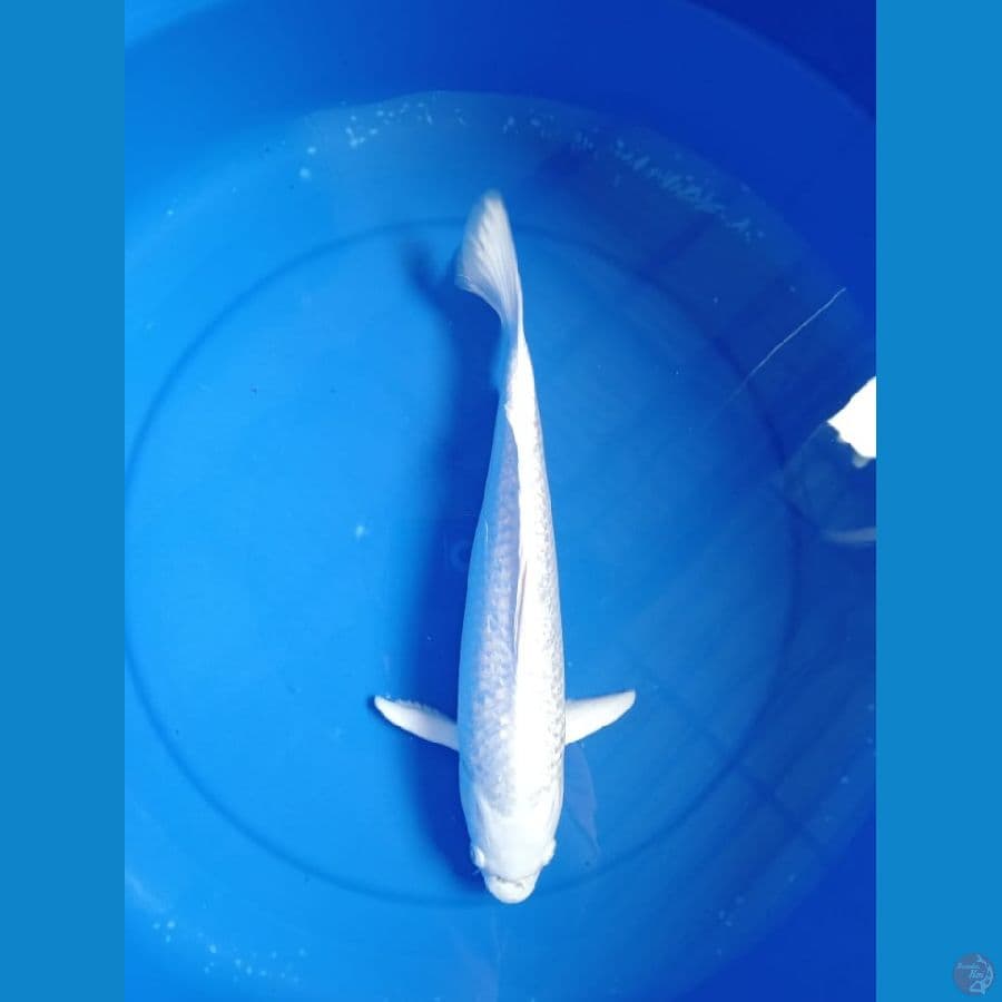 platinum ginrin 31 cm