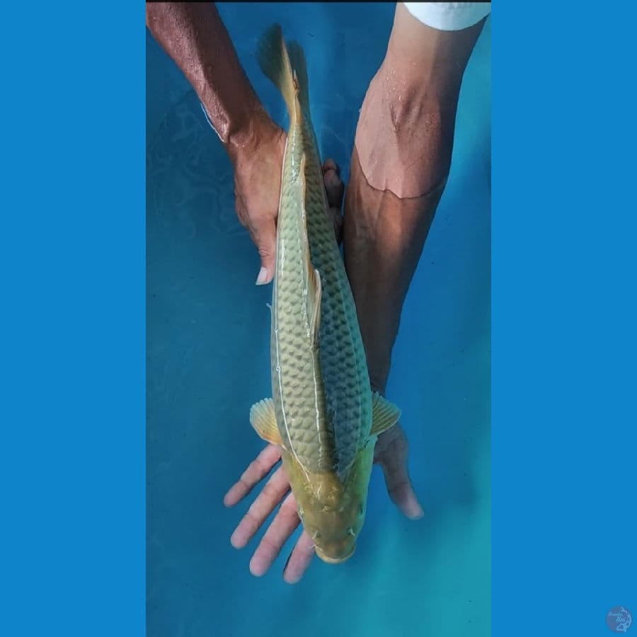 midorigoi 45 cm
