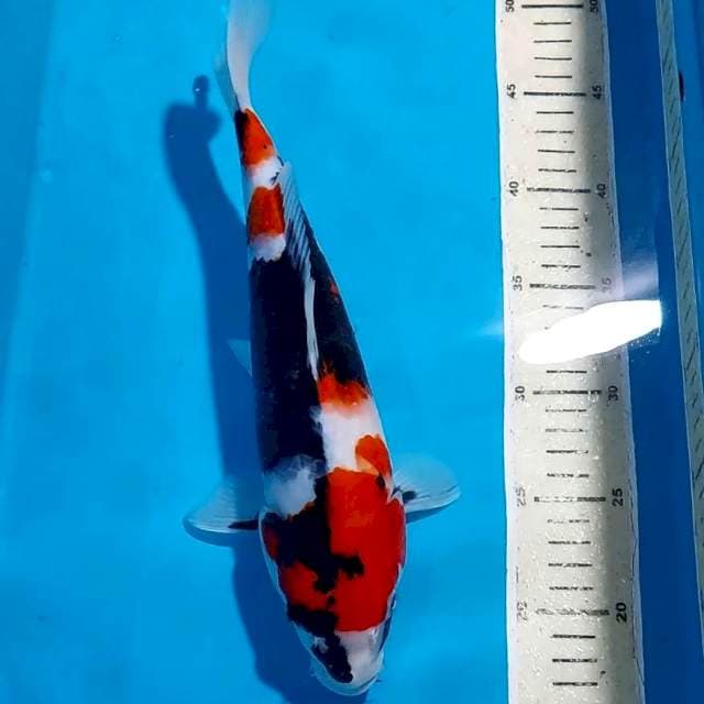 BLACK SHOWA 31 CM