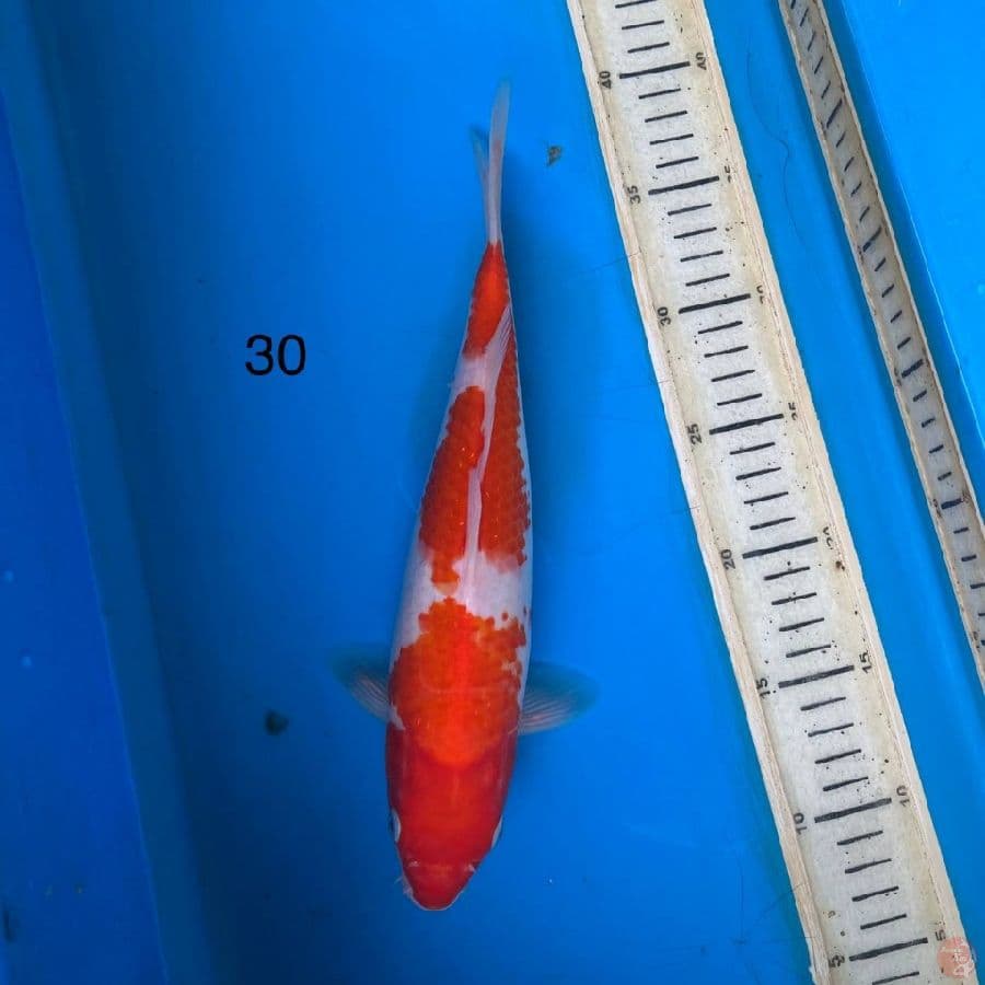 kohaku 30cm 