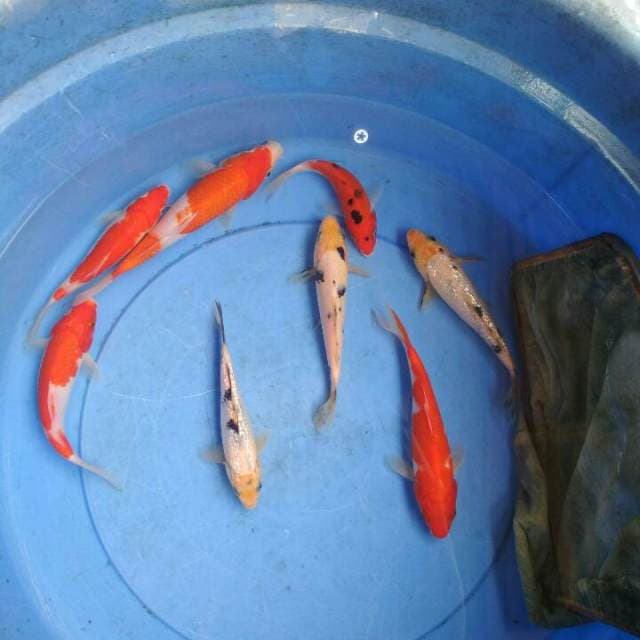 Baby mix koi