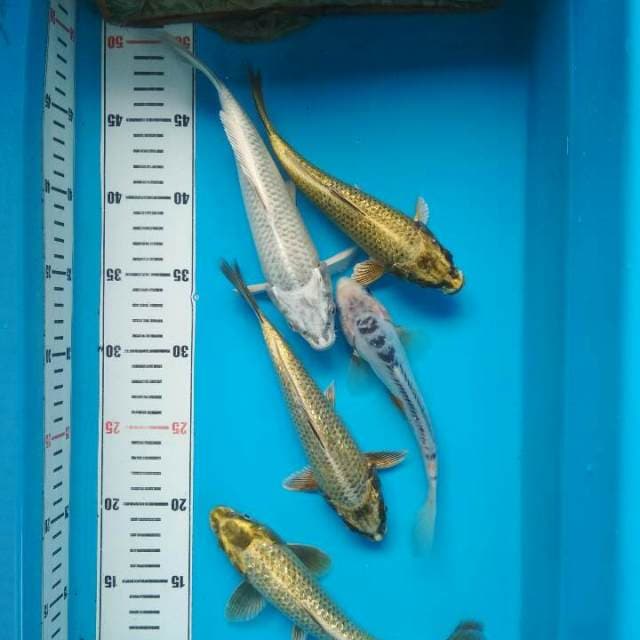 Mix koi
