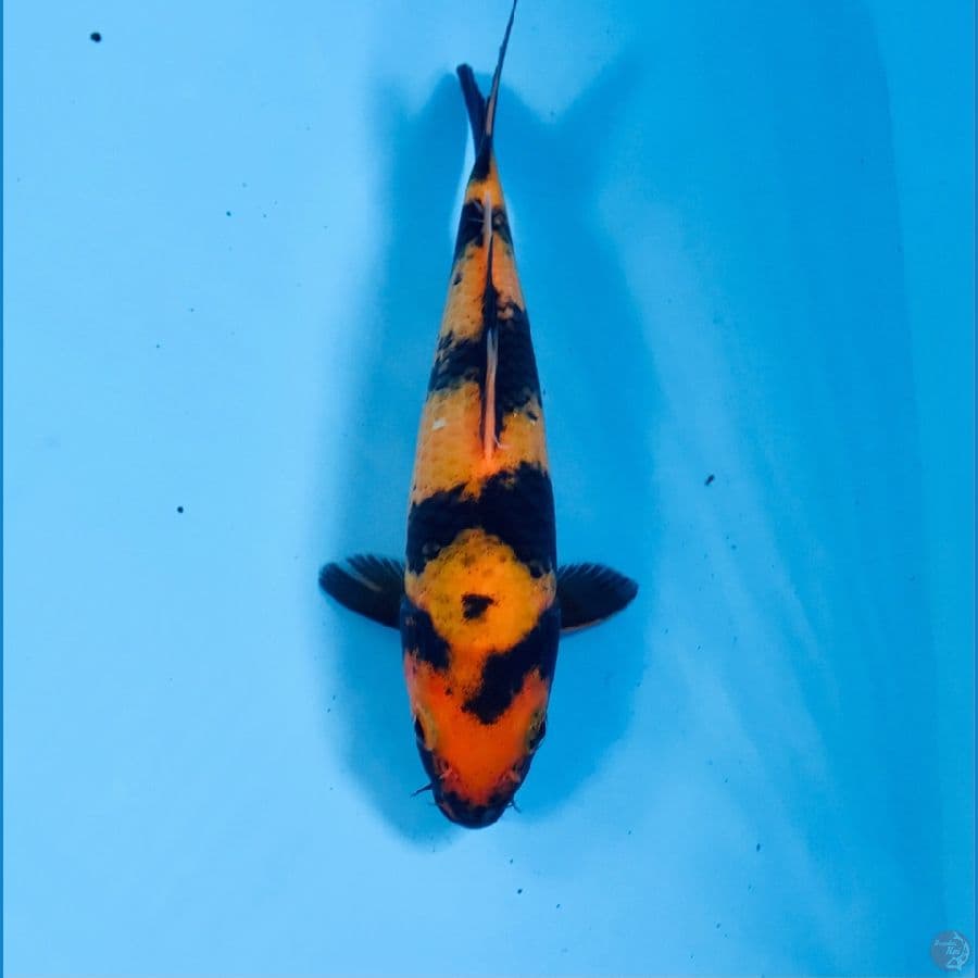 hi utsuri, 20 cm