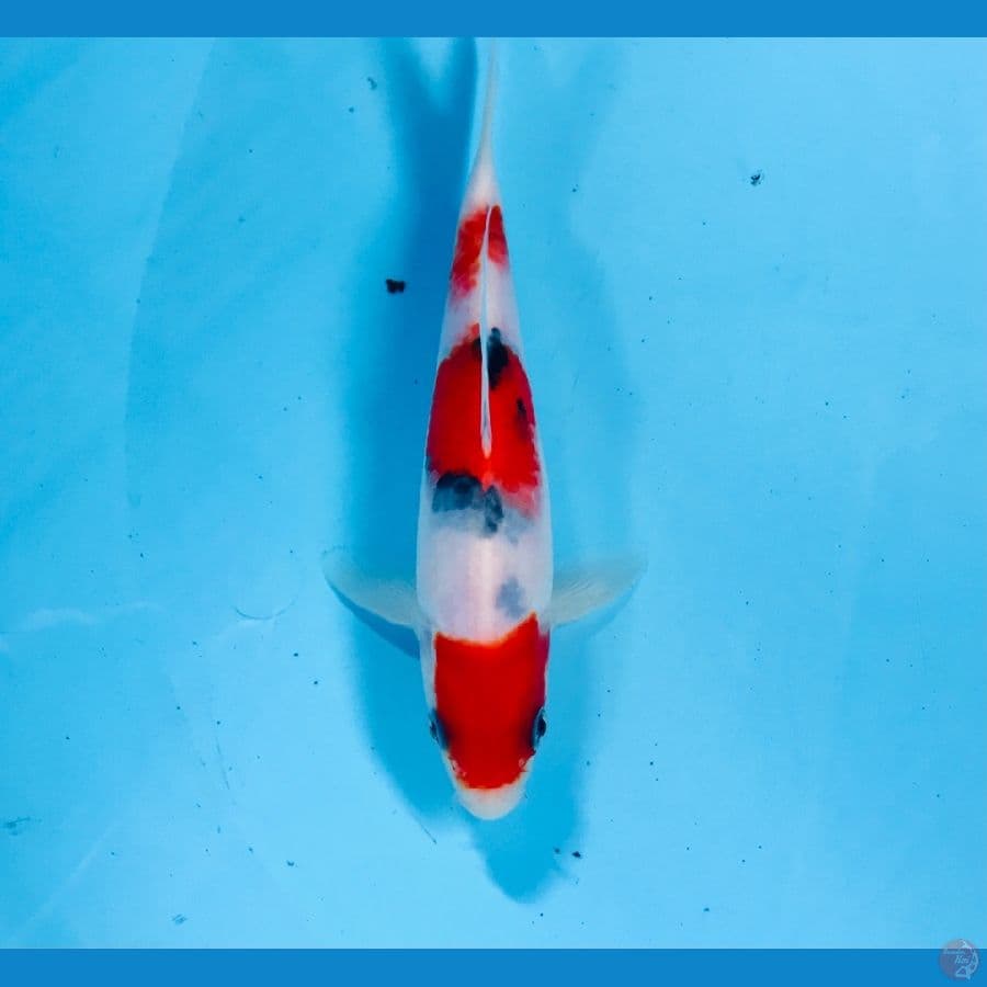 sanke, 17 cm