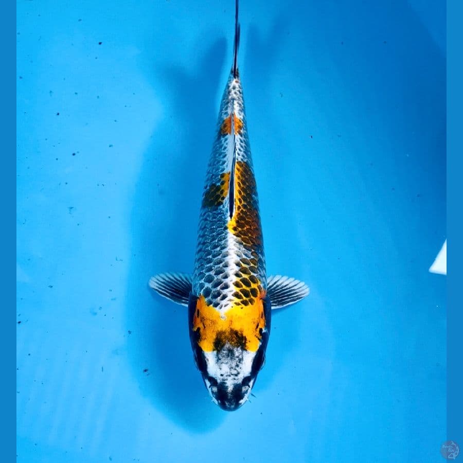 gingga, 23 cm