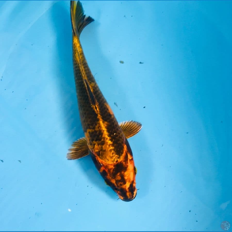 hikari utsurimono, 27 cm