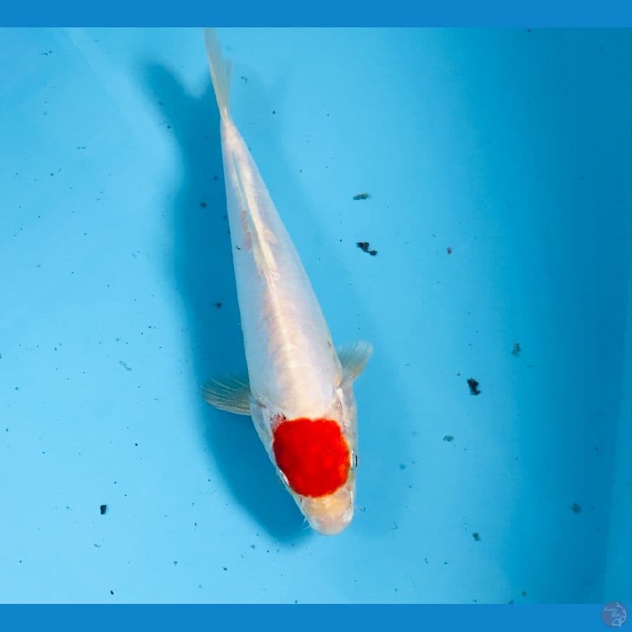 tancho, 23 cm