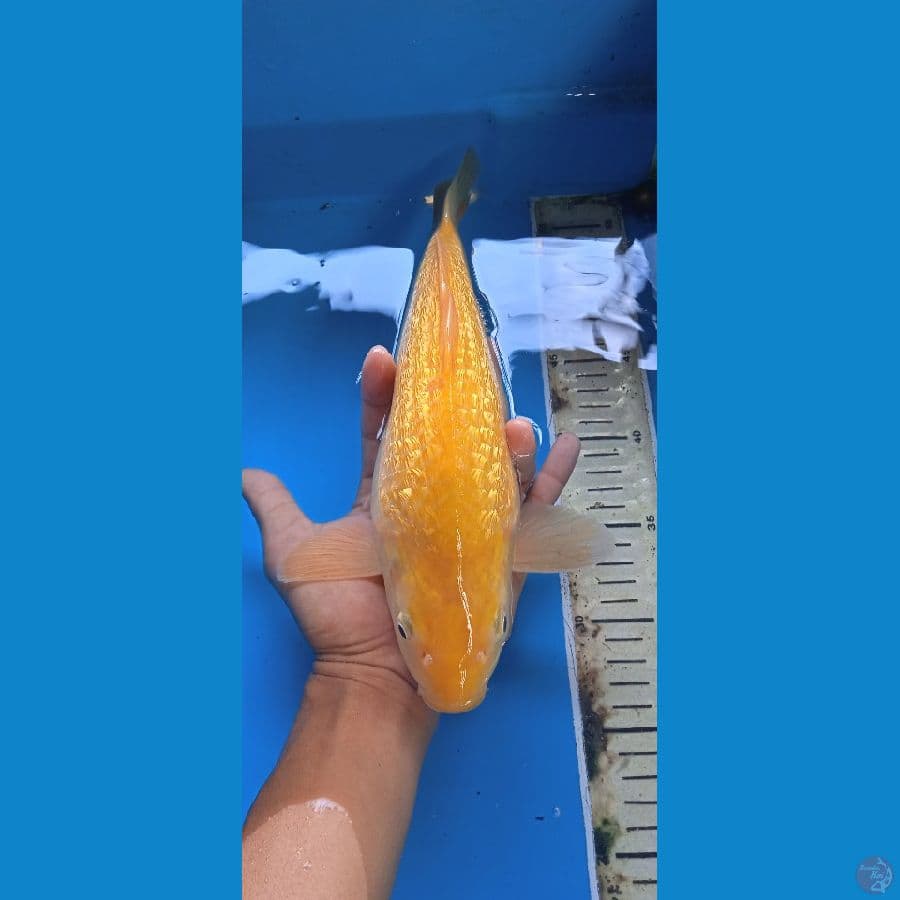 karasi 33 cm