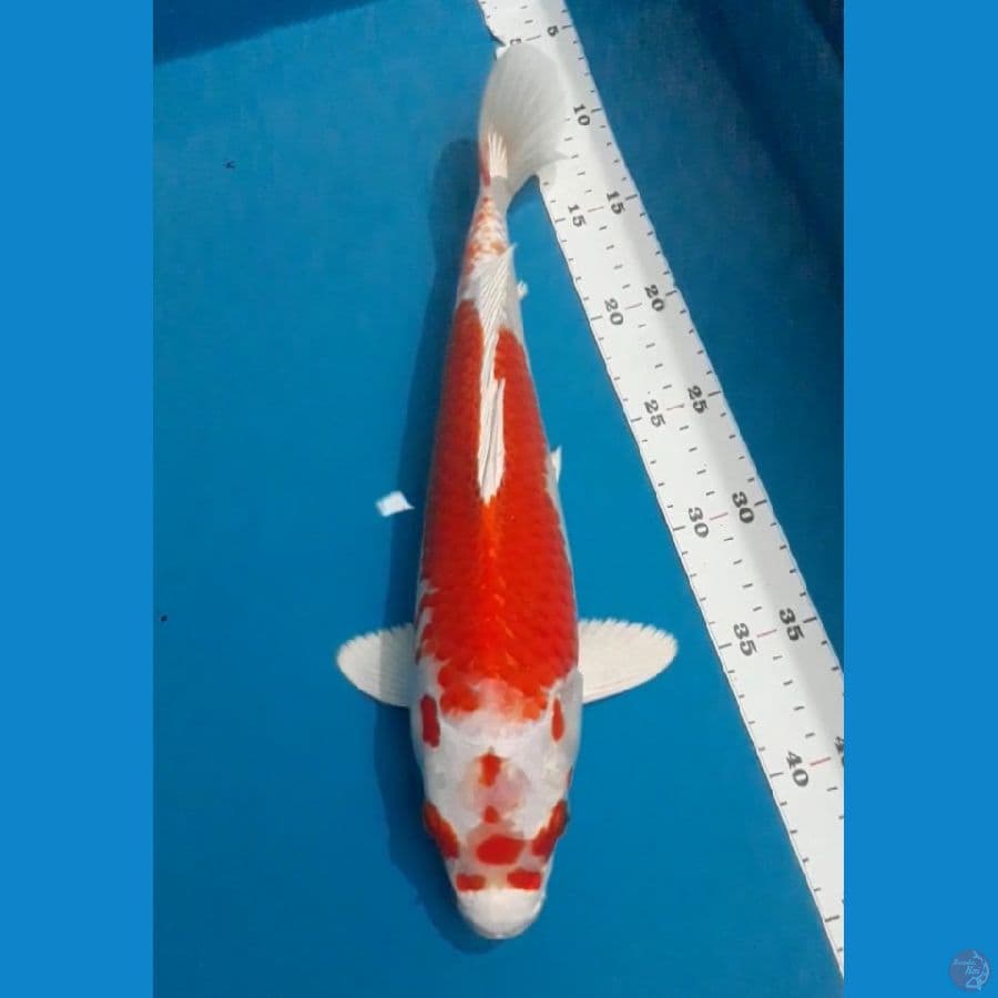 Sakura Ogon 33 cm