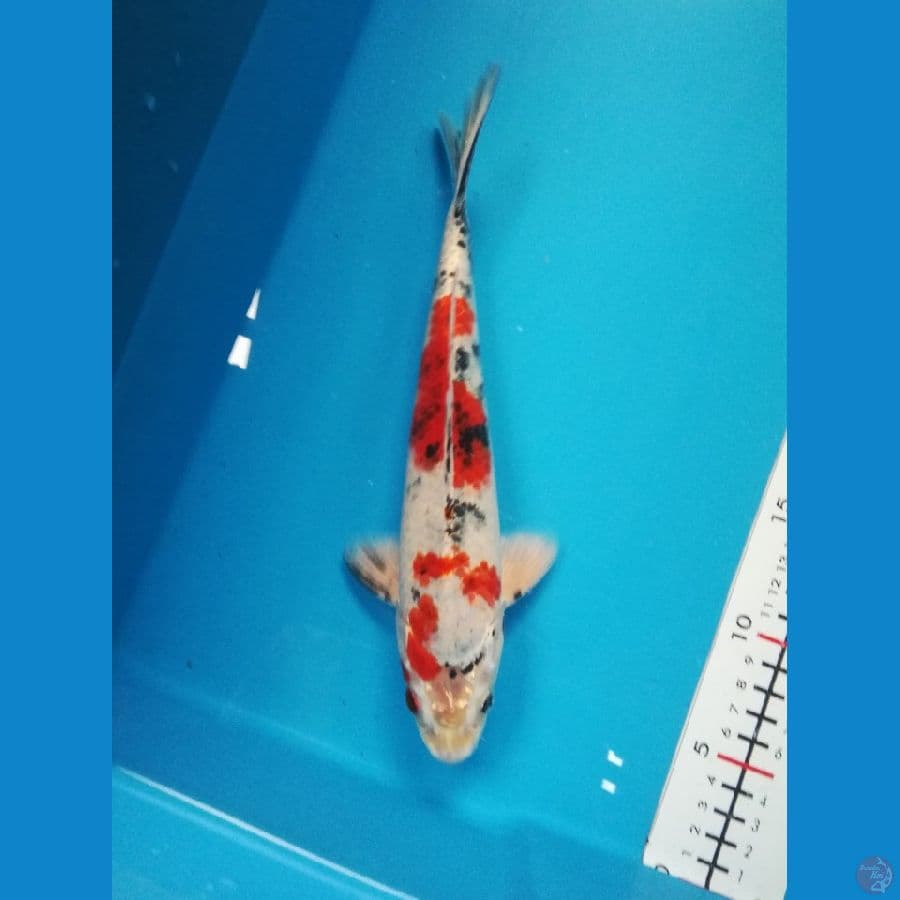 26cm