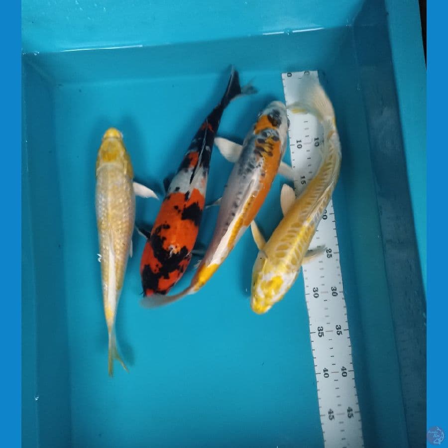 mix 4 ekor 30,32,34 cm