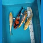 mix 4 ekor 30,32,34 cm