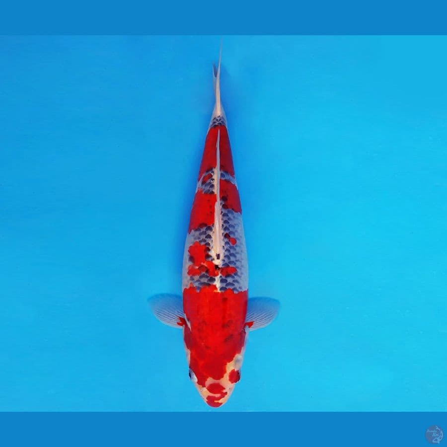 IZUMO 3 ~ GOSHIKI 40 cm/fm ™