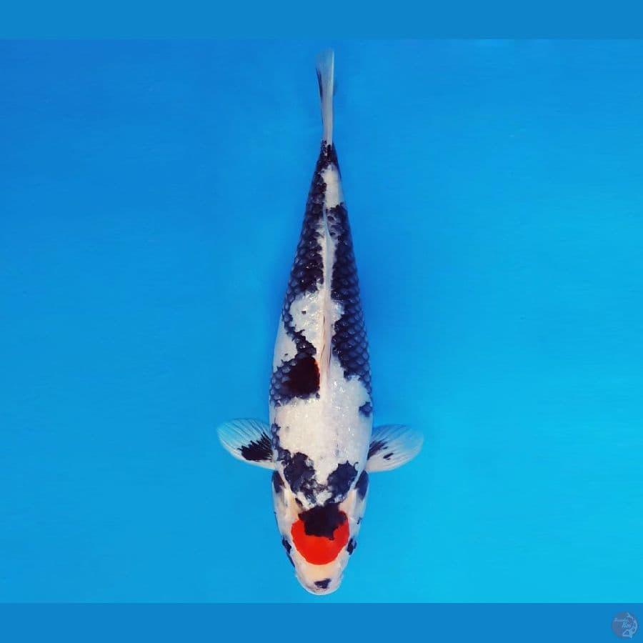IZUMO 5 ~ TANCHO SHOWA EVOLUTION 36 cm/fm ™