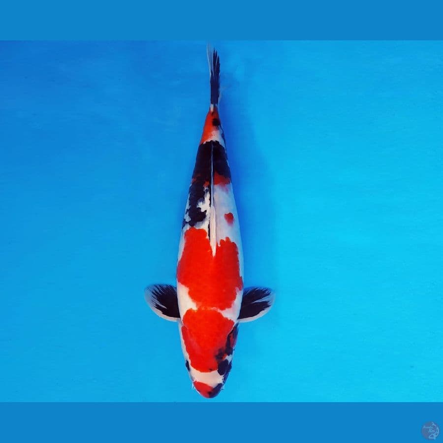 IZUMO 6 ~ SHOWA EVOLUTION 41 cm/fm ™