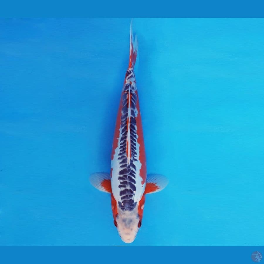 IZUMO 7 ~ SHUSUI 30 cm/male ™