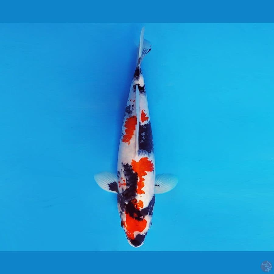 IZUMO 10 ~ KINDAI SHOWA EVO 32 cm/fm ™