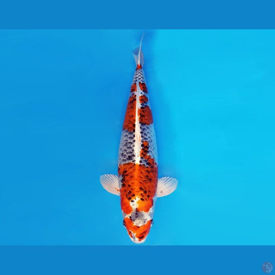 IZUMO 11 ~ GINGA INDUKAN 55 cm/fm ™