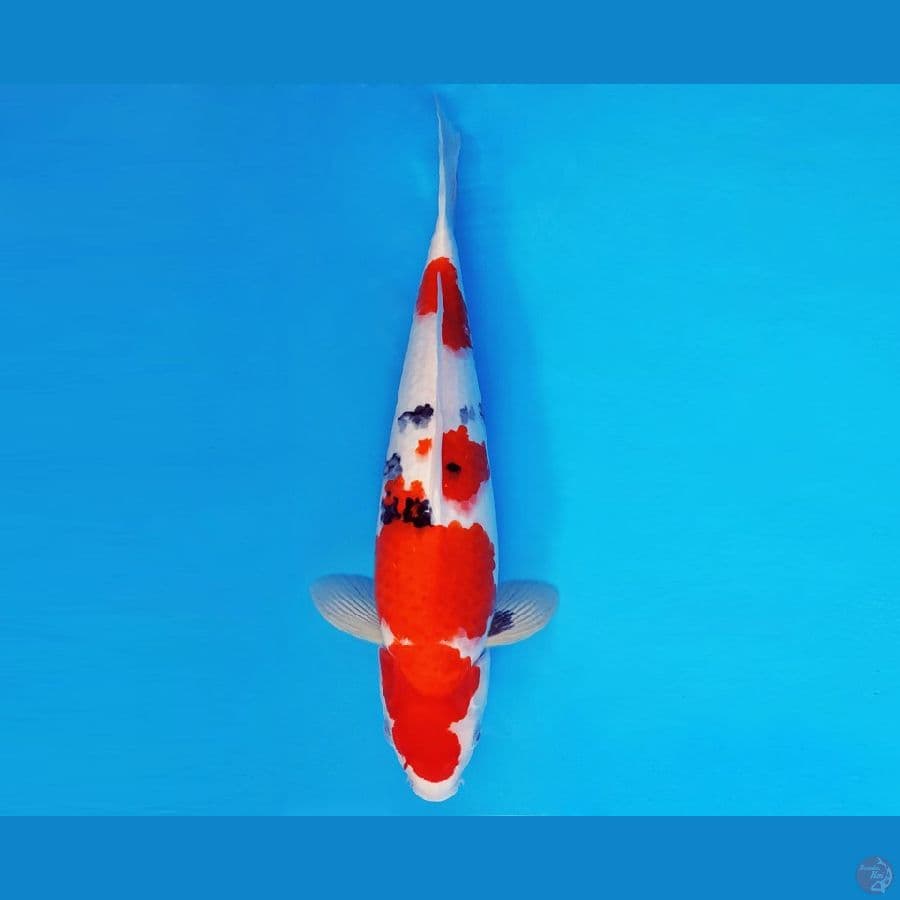 IZUMO 13 ~ TAISHO SANKE 43 cm/fm ™