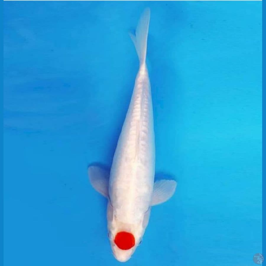 IZUMO 16 ~ TANCHO DOITSU 35 cm/fm ™