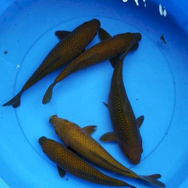 Chagoi tembaga 26-30 cm
