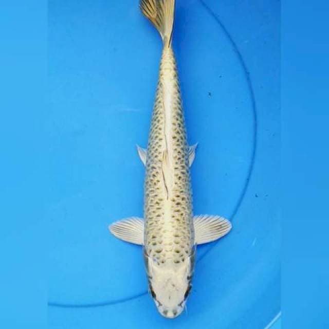 Antikan gold 34 cm