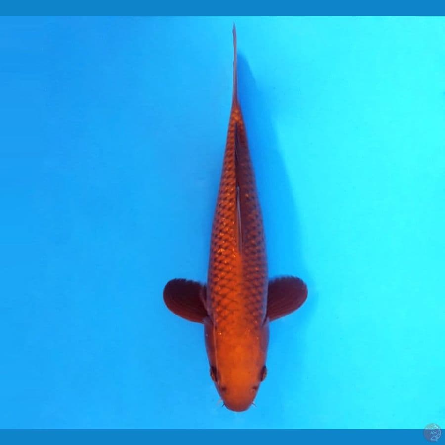 1.CHAGOI 31 cm/male