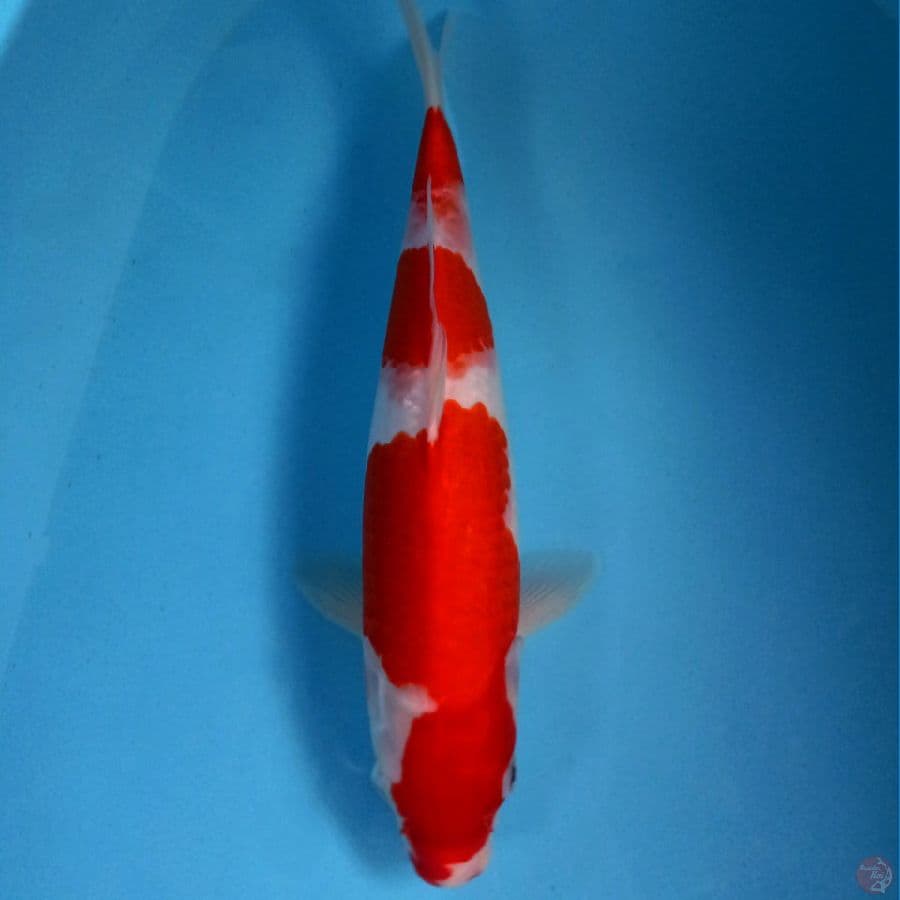 kohaku, 33 cm