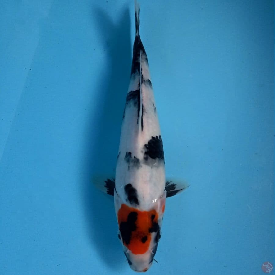 tancho showa, 26 cm