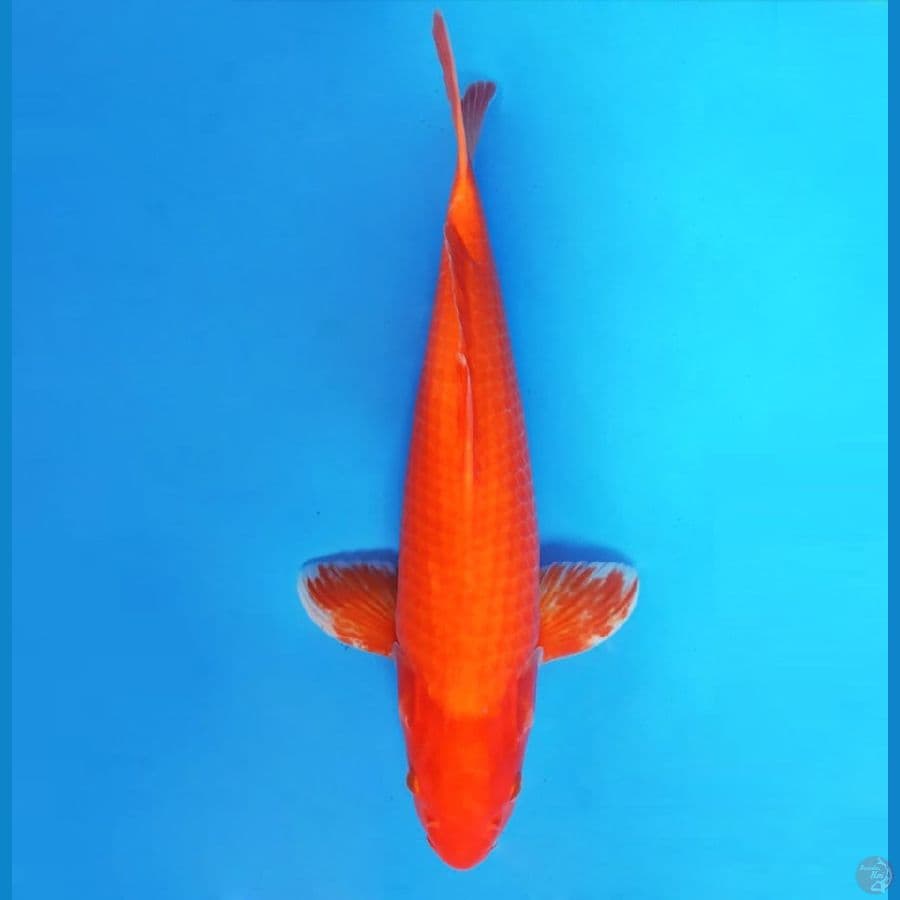 2.AKAHAJIRO 39 cm/famale