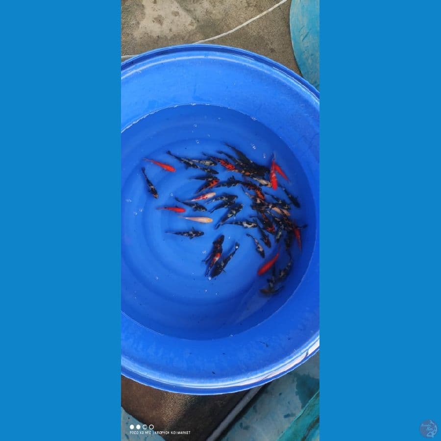 mix showa shiro sedang 50ekor lebih