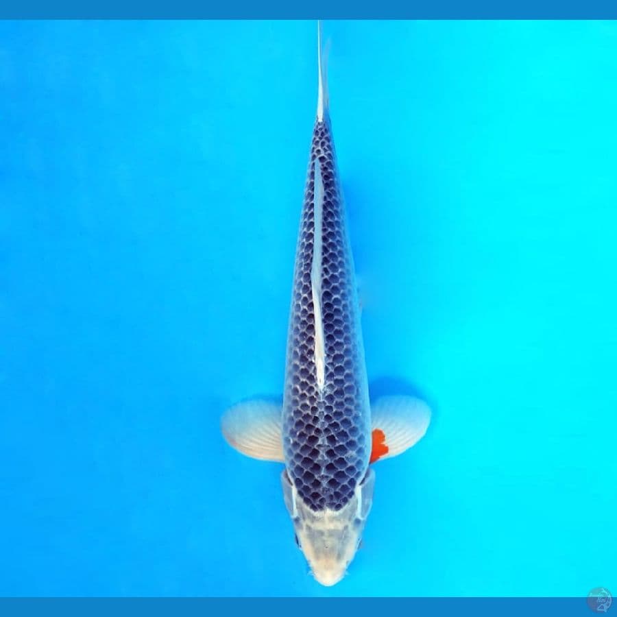 3.ASAGI 35 cm/male