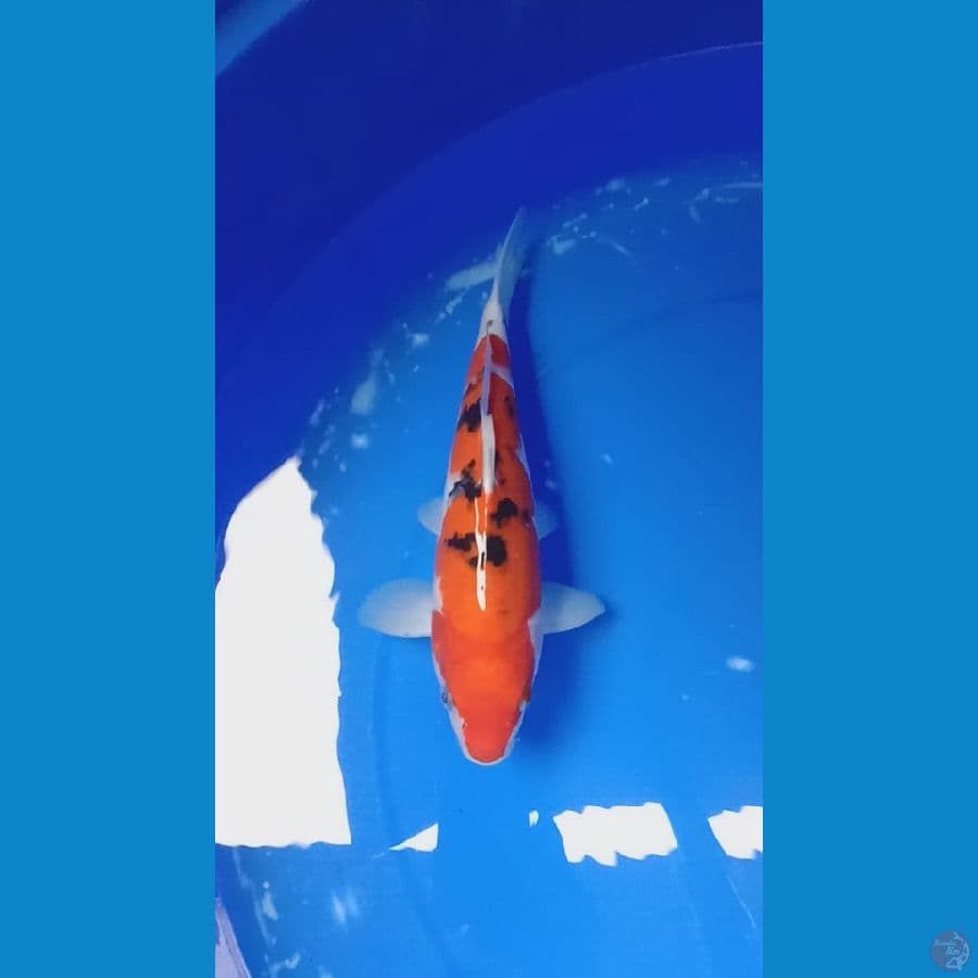 sanke 27 cm