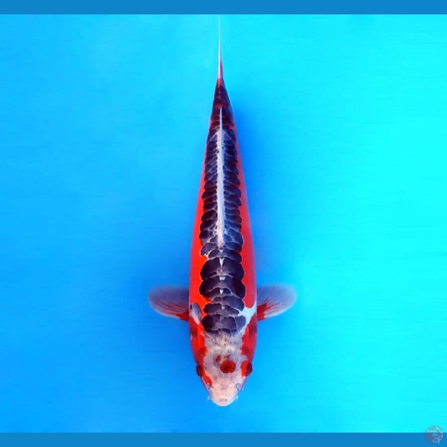 7.SHUSUI 33 cm/famale