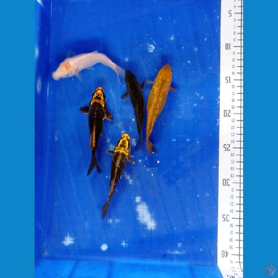 Paket 5 ikan kropyok